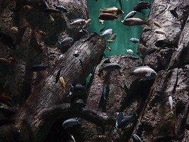 Akwarium biotopu jeziora Malawi