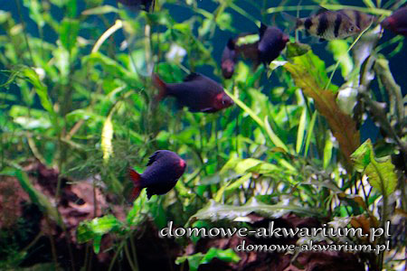 brzanka purpurowa - Pethia nigrofasciata