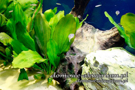 Pachypanchax sakaramyi aquarium