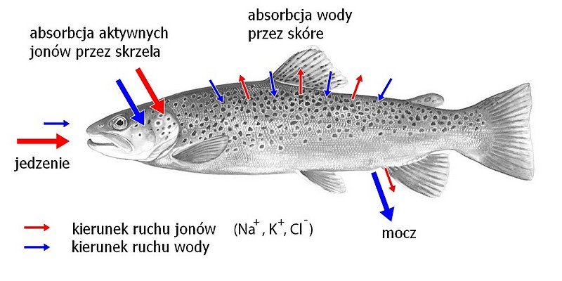 Schemat przepływu wody i jonów u ryb słodkowodnych
