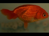 Złota rybka odmiana egg fish