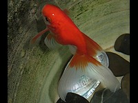 Złota rybka odmiana fantail