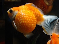 Złota rybka odmiana perloluska