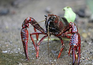 rak luizjański Procambarus clarkii