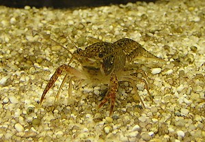 rak marmurkowy Procambarus fallax f. virginalis