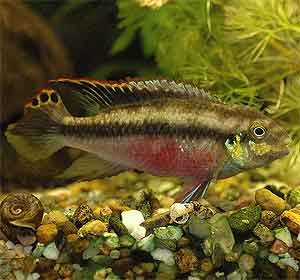 barwniak czerwonobrzuchy Pelvicachromis pulcher