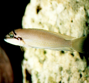 naskalnik bricharda Chalinochromis brichardi