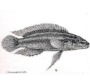 naskalnik kędzierzawy Julidochromis ornatus