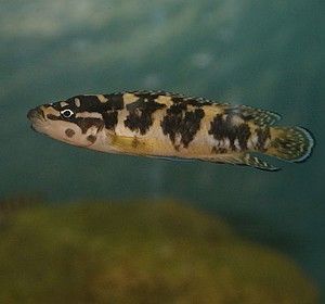 naskalnik wężogłowy julidochromis transcriptus