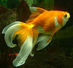 złota rybka welon