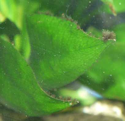akwarium - glony krasnorosty