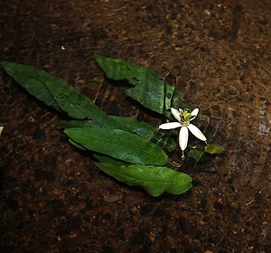 barklaja długolistna Barclaya longifolia