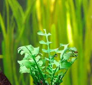 chrzan wodny Armoracia aquatica
