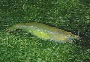 krewetka Babaulti Green w akwarium