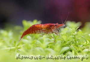 krewetka red cherry w akwarium